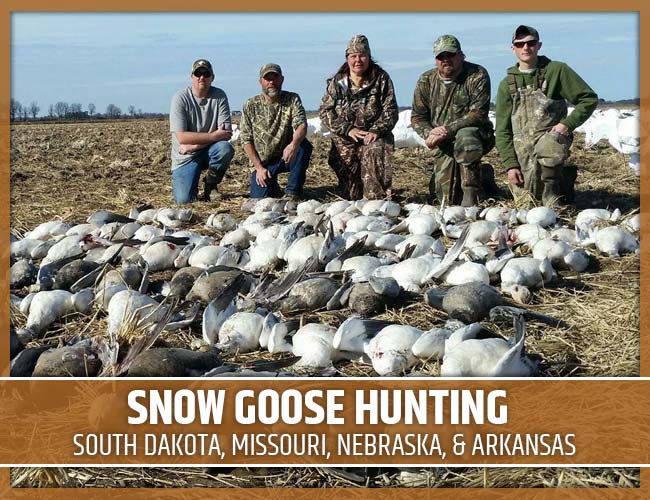 Premier Flight Guide Service Guided Snow Goose Hunts Rochester MN