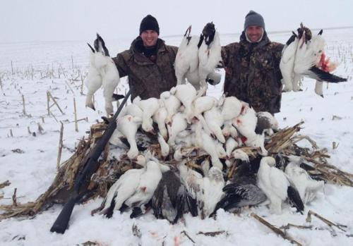 Spring Snow Goose Guide