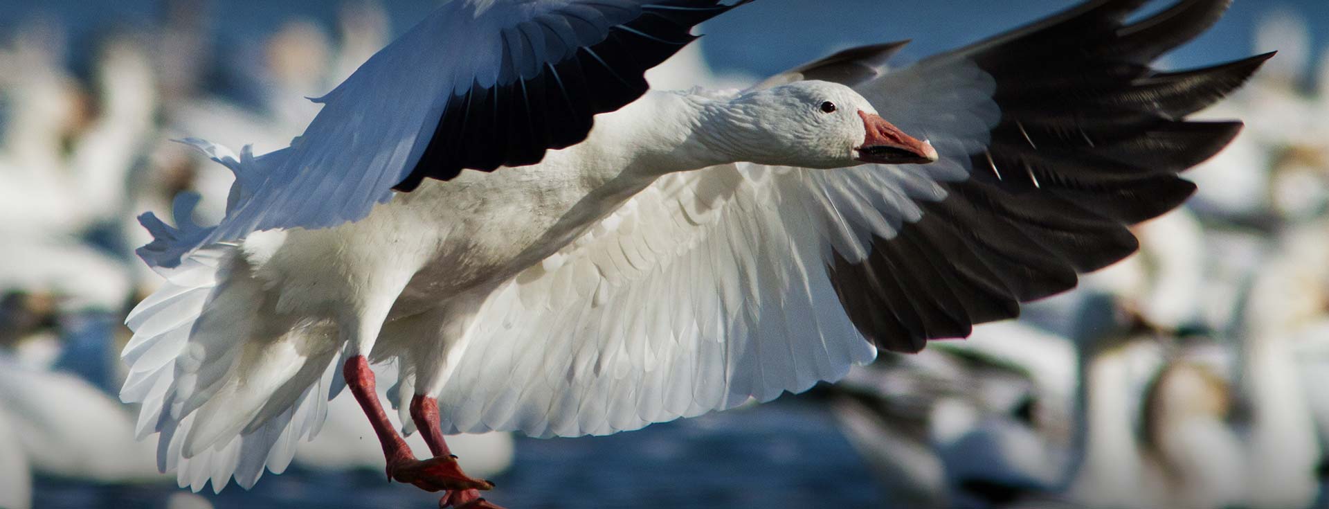 Rochester, Minnesota Goose Hunting Reports