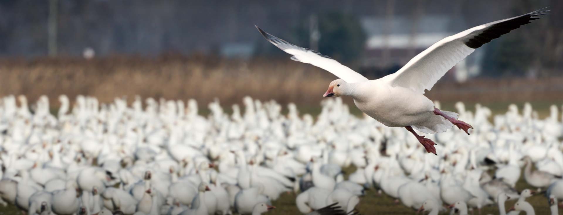 Arkansas Snow Goose Hunting Guided Snow Goose Hunts Arkansas Goose