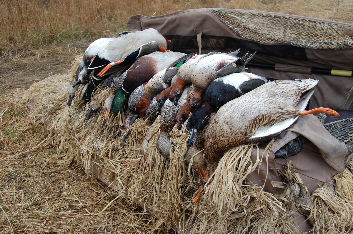 Arkansas Duck Hunting Guide Service Duck Hunting in Arkansas