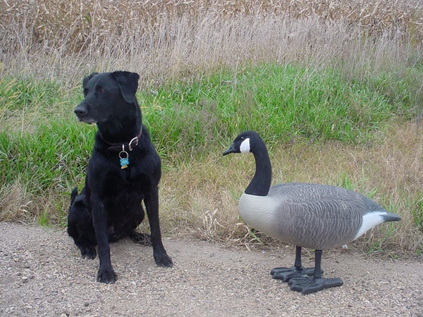 Minnesota Early Goose Season Hunts