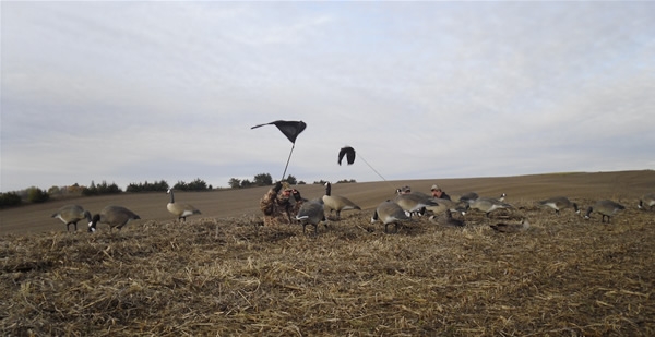 Flagging Canada Geese