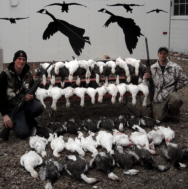 Snow Goose  Missouri Department of Conservation