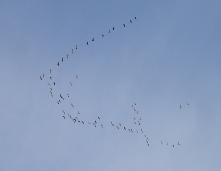 Spring Snow Goose Flocks