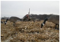 Premier Flight Guide Service has long established itself as one of the top guides for goose hunting in Rochester, Minnesota. Our dedication and strong customer base have helped us build our services to include more fields throughout the Rochester area. We are now more capable of harvesting birds consistently throughout the fall goose hunting season.