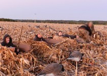 Layout blinds in the cut corn.