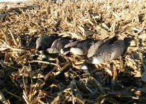 A few birds to clean!