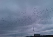 And this is the front half of same flock on 11/14/2010.