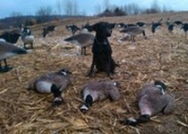 Hamburger Hill pays off again with with a nice limit of fat geese.