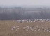Snow Goose Hunts