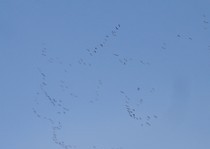 Snow Goose Hunts