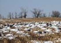 Snow Goose Hunts