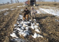 Snow Goose Hunts