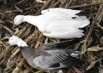 Snow Goose Hunts